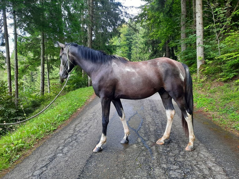 Meer warmbloeden Mix Ruin 3 Jaar 160 cm Gevlekt-paard in Feldkirchen