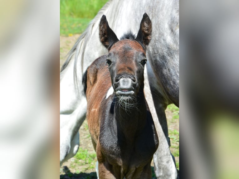 Meer warmbloeden Mix Ruin 3 Jaar 160 cm Gevlekt-paard in Feldkirchen