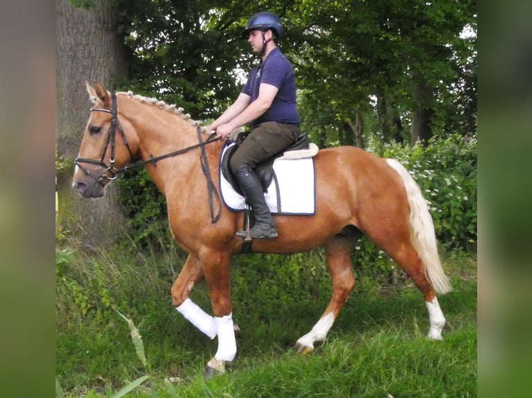 Meer warmbloeden Mix Ruin 3 Jaar 160 cm Palomino in Dorsten