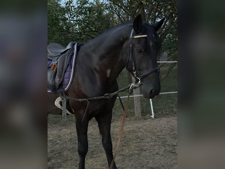 Meer warmbloeden Mix Ruin 3 Jaar 160 cm Zwart in Liebing