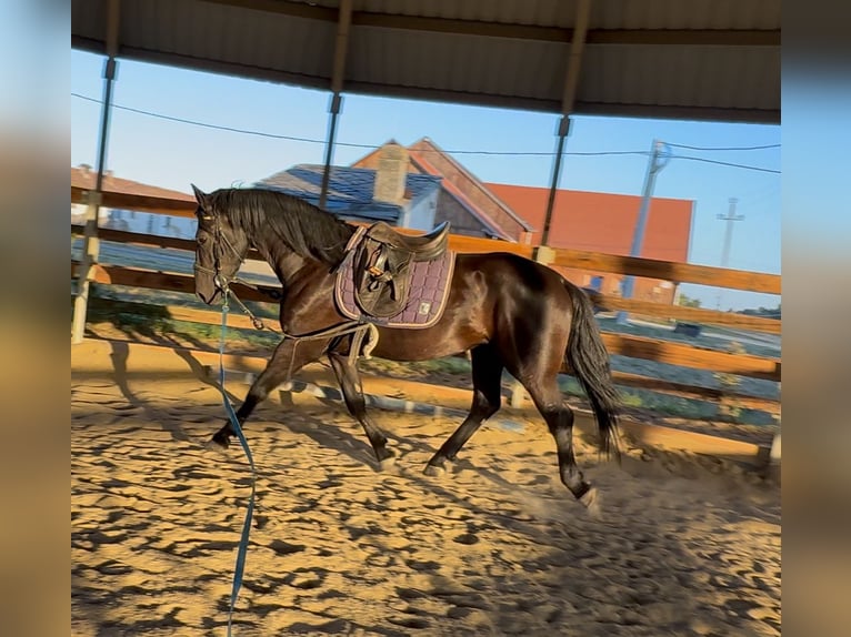 Meer warmbloeden Mix Ruin 3 Jaar 160 cm Zwart in Liebing