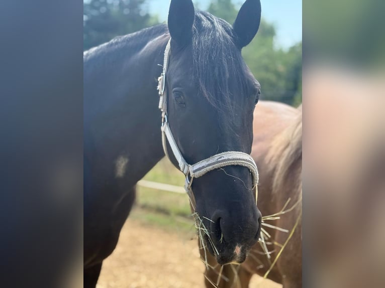 Meer warmbloeden Mix Ruin 3 Jaar 160 cm Zwart in Liebing