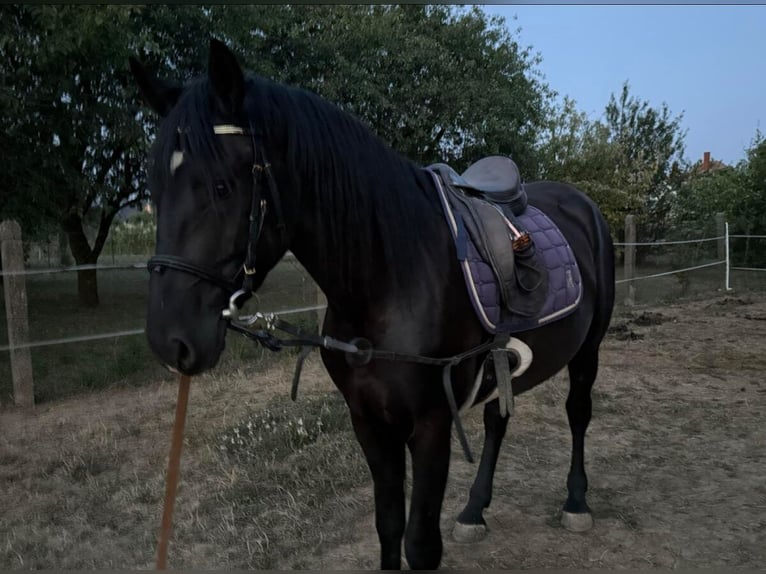 Meer warmbloeden Mix Ruin 3 Jaar 160 cm Zwart in Liebing