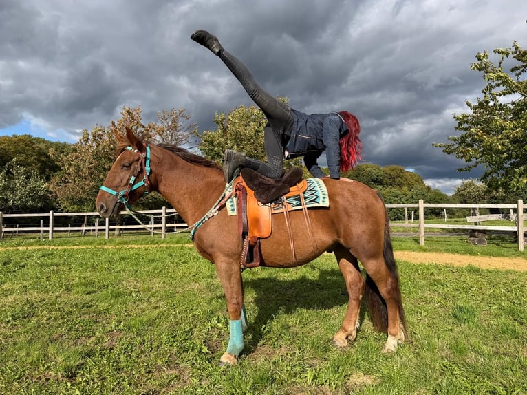 Meer warmbloeden Ruin 3 Jaar 162 cm Donkere-vos in Linkenbach
