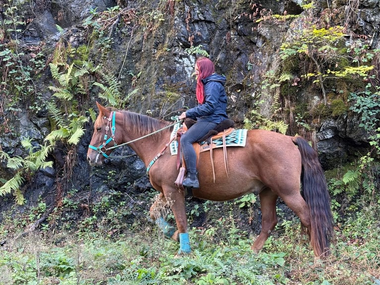 Meer warmbloeden Ruin 3 Jaar 162 cm Donkere-vos in Linkenbach