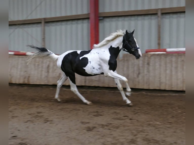 Meer warmbloeden Ruin 3 Jaar 162 cm Gevlekt-paard in Borgentreich