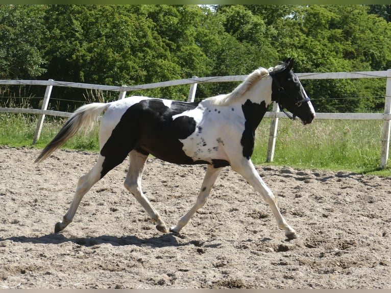 Meer warmbloeden Ruin 3 Jaar 162 cm Gevlekt-paard in Borgentreich