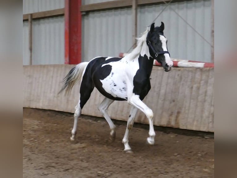 Meer warmbloeden Ruin 3 Jaar 162 cm Gevlekt-paard in Borgentreich