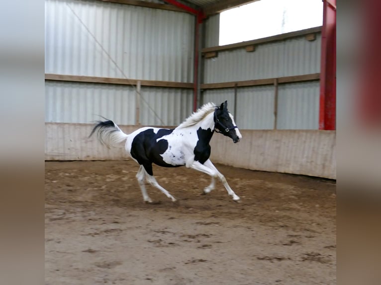 Meer warmbloeden Ruin 3 Jaar 162 cm Gevlekt-paard in Borgentreich