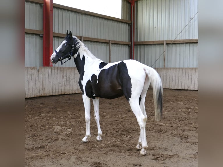 Meer warmbloeden Ruin 3 Jaar 162 cm Gevlekt-paard in Borgentreich