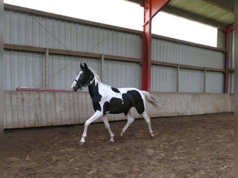 Meer warmbloeden Ruin 3 Jaar 162 cm Gevlekt-paard in Borgentreich