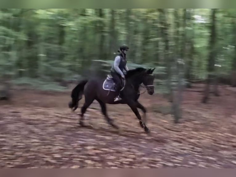 Meer warmbloeden Ruin 3 Jaar 164 cm Donkerbruin in Braunschweig