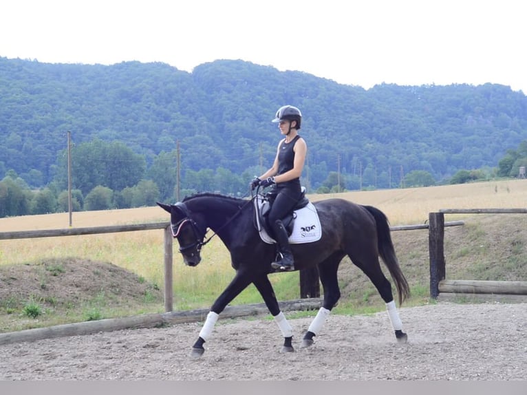 Meer warmbloeden Ruin 3 Jaar 164 cm Zwartschimmel in Wellheim