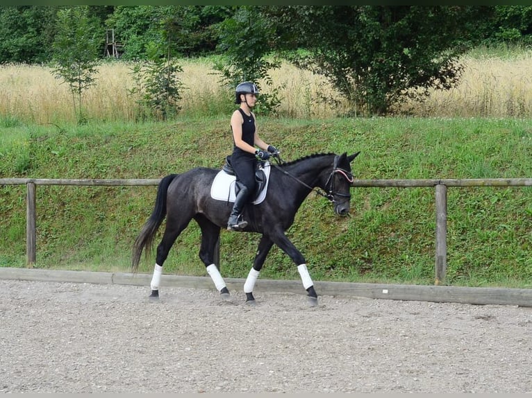 Meer warmbloeden Ruin 3 Jaar 164 cm Zwartschimmel in Wellheim