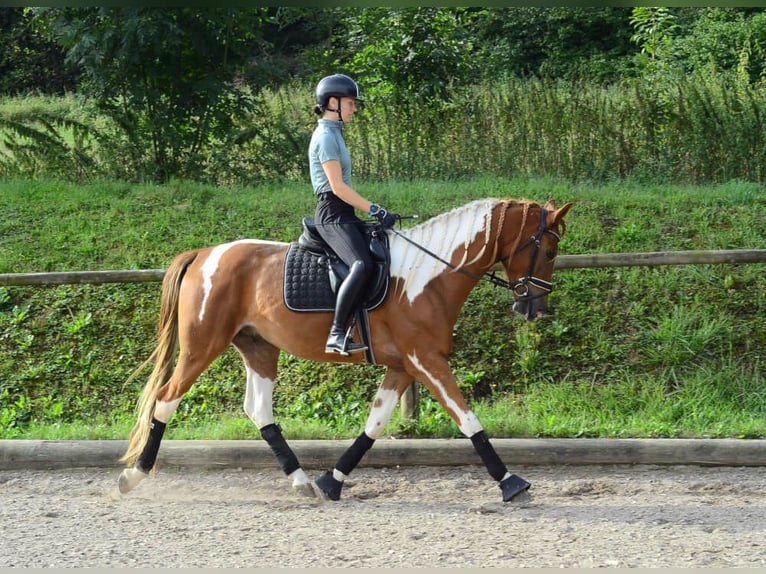 Meer warmbloeden Ruin 3 Jaar 165 cm Gevlekt-paard in Wellheim