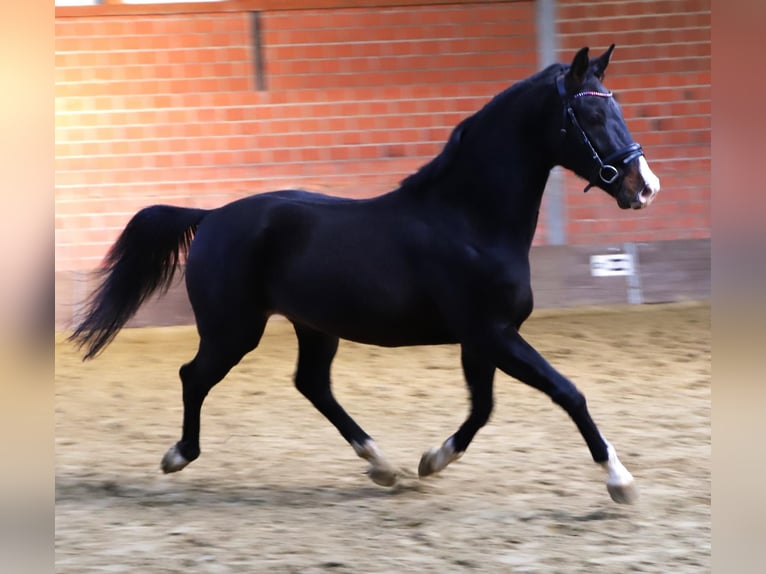 Meer warmbloeden Ruin 3 Jaar 165 cm Zwart in Wachtendonk