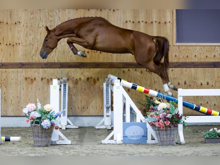 Meer warmbloeden Ruin 3 Jaar 166 cm Bruin in Kinrooi