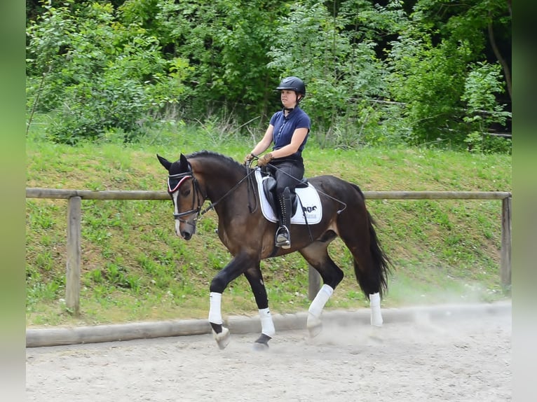 Meer warmbloeden Ruin 3 Jaar 167 cm Bruin in Wellheim