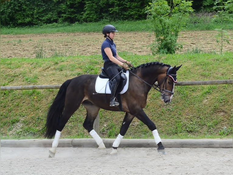 Meer warmbloeden Ruin 3 Jaar 167 cm Bruin in Wellheim