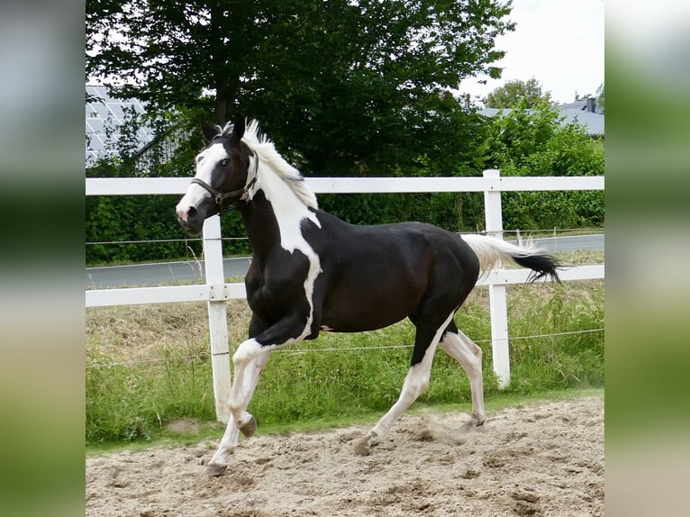 Meer warmbloeden Ruin 3 Jaar 168 cm Gevlekt-paard in Borgentreich1200