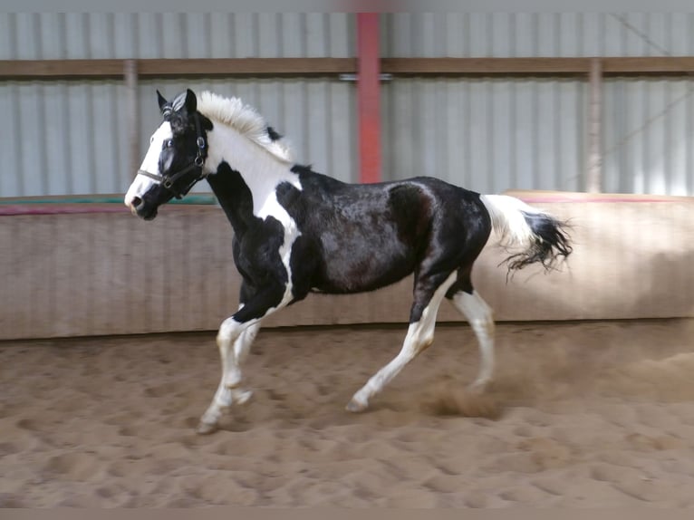 Meer warmbloeden Ruin 3 Jaar 168 cm Gevlekt-paard in Borgentreich