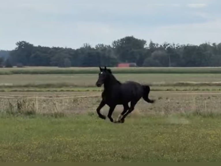 Meer warmbloeden Ruin 3 Jaar 168 cm Zwart in Stare Gałki
