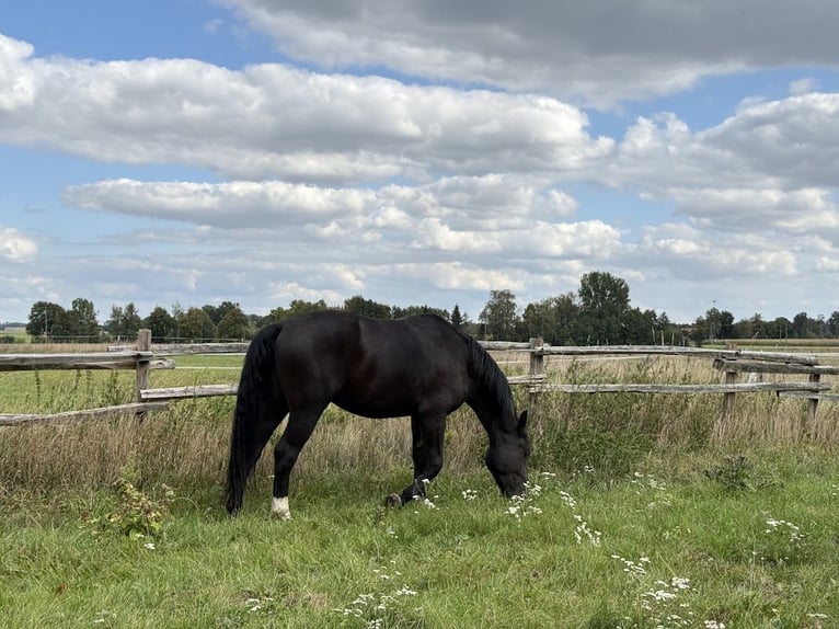Meer warmbloeden Ruin 3 Jaar 168 cm Zwart in Stare Gałki