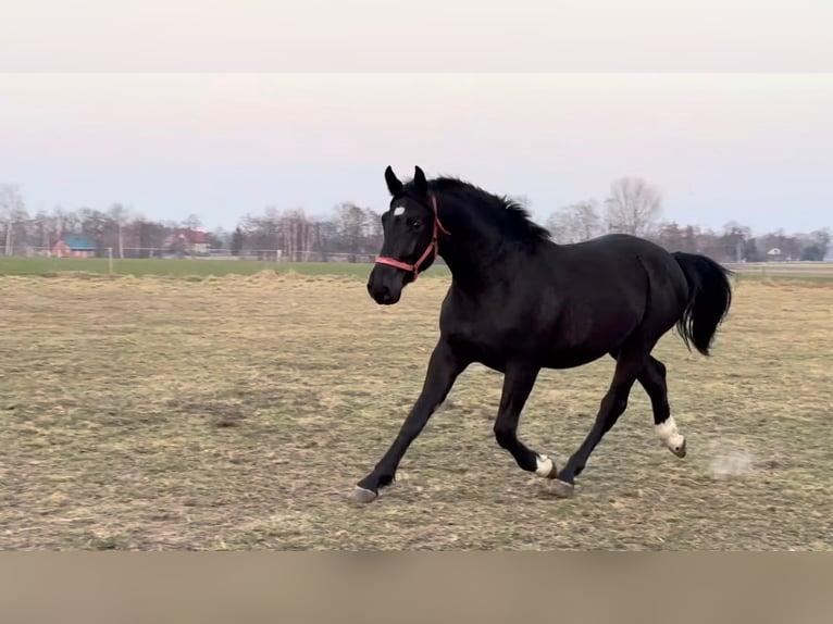 Meer warmbloeden Ruin 3 Jaar 168 cm Zwart in Stare Gałki