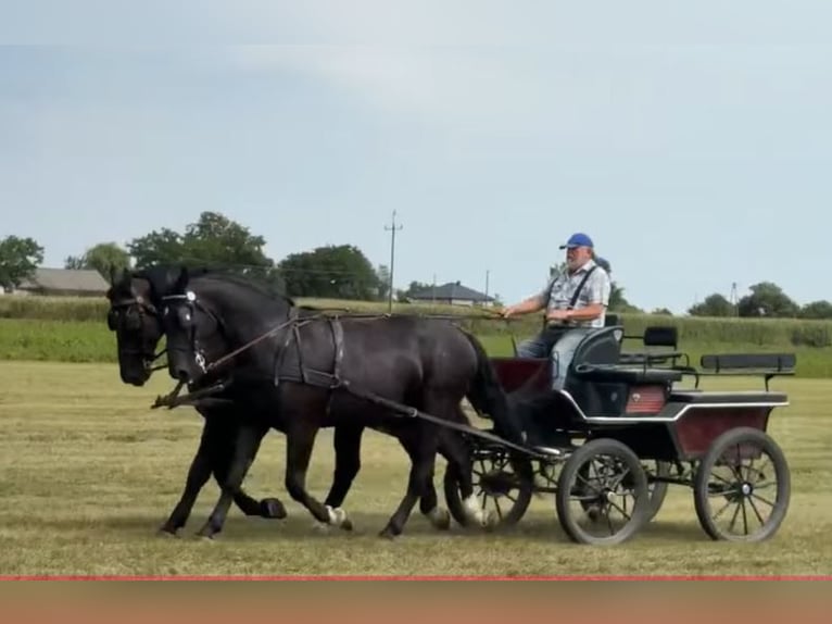 Meer warmbloeden Ruin 3 Jaar 168 cm Zwart in Stare Gałki