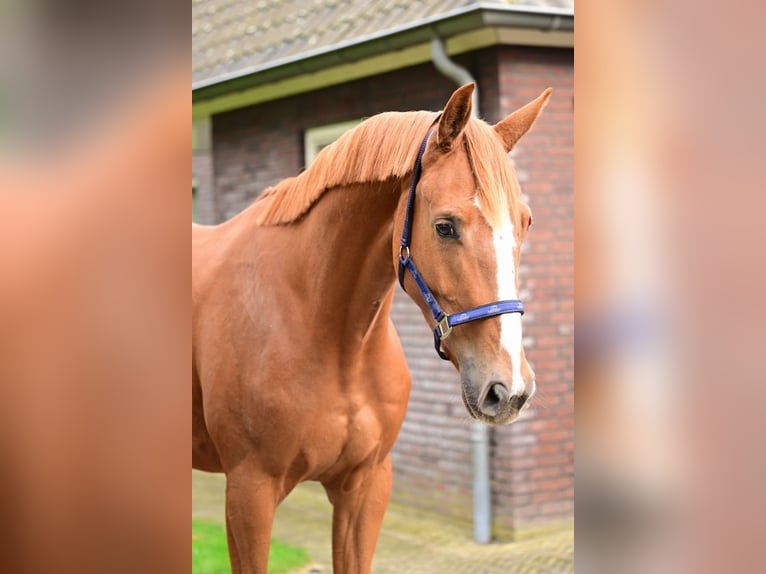 Meer warmbloeden Ruin 3 Jaar 169 cm Bruin in Bladel