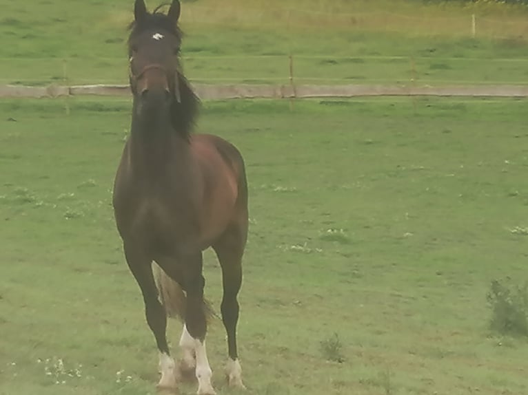 Meer warmbloeden Mix Ruin 3 Jaar 171 cm Bruin in Hessisch Lichtenau