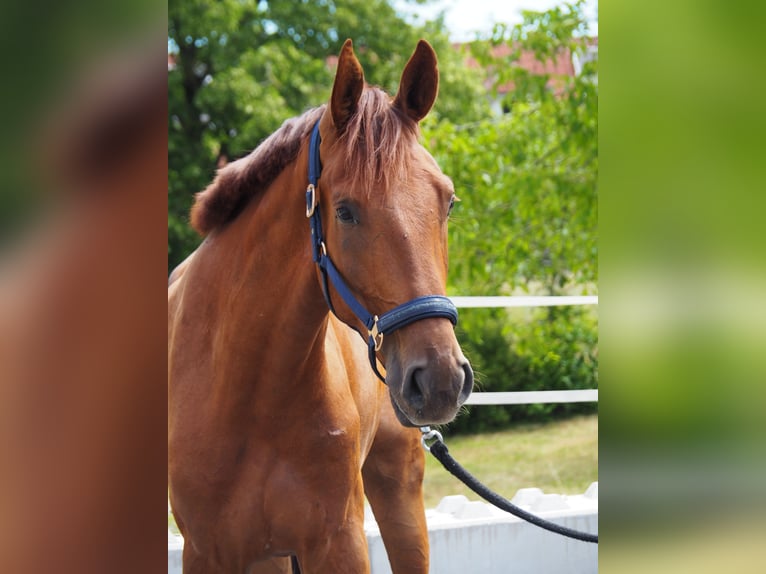 Meer warmbloeden Ruin 3 Jaar 173 cm Vos in Neuhofen An Der Ybbs