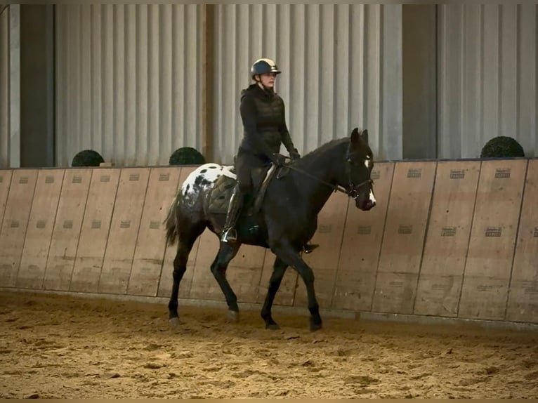 Meer warmbloeden Ruin 4 Jaar 150 cm Appaloosa in Neustadt (Wied)