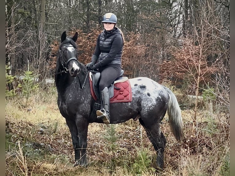 Meer warmbloeden Ruin 4 Jaar 150 cm Appaloosa in Neustadt (Wied)