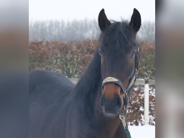 Meer warmbloeden Ruin 4 Jaar 150 cm Donkerbruin in Neustadt (Wied)