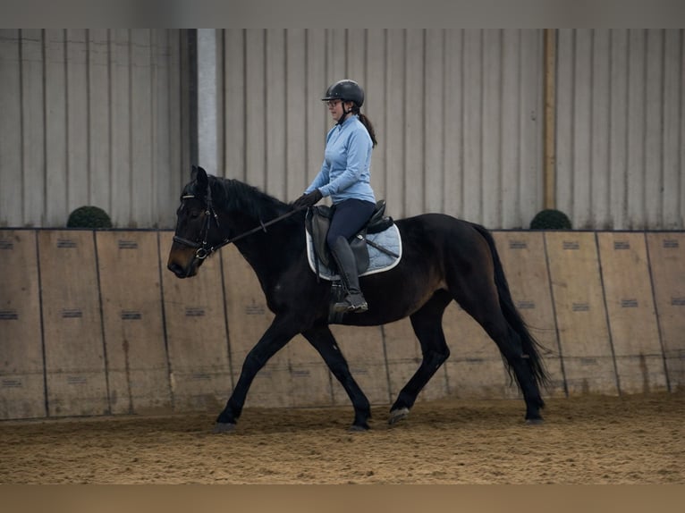 Meer warmbloeden Ruin 4 Jaar 150 cm Donkerbruin in Neustadt (Wied)