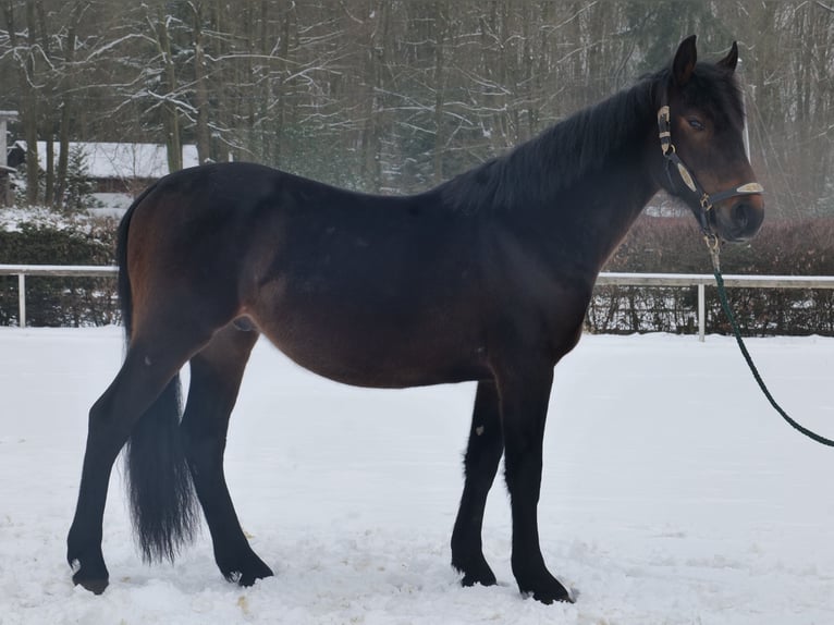Meer warmbloeden Ruin 4 Jaar 150 cm Donkerbruin in Neustadt (Wied)