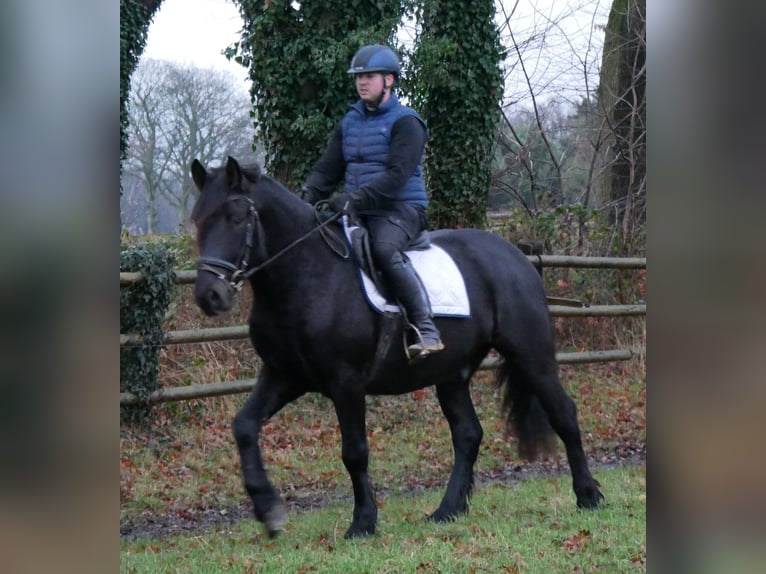 Meer warmbloeden Ruin 4 Jaar 152 cm Zwart in Dorsten
