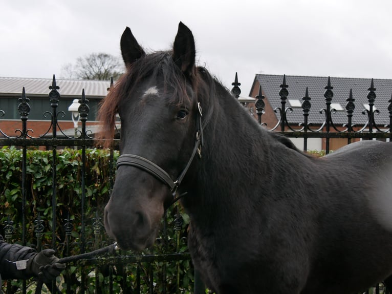 Meer warmbloeden Ruin 4 Jaar 152 cm Zwart in Dorsten