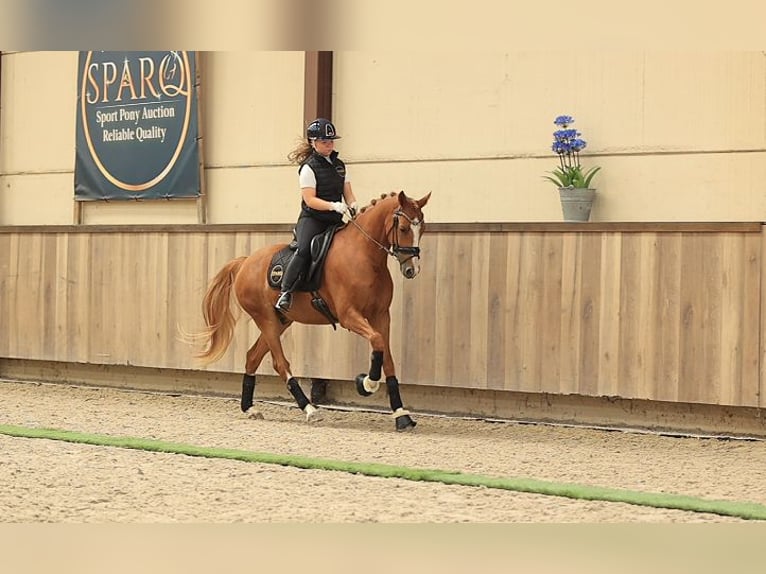 Meer warmbloeden Ruin 4 Jaar 153 cm Vos in Oost West en Middelbeers
