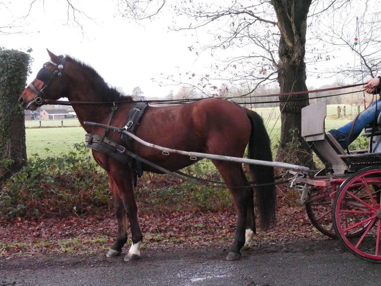 Meer warmbloeden Ruin 4 Jaar 155 cm Bruin in Dorsten