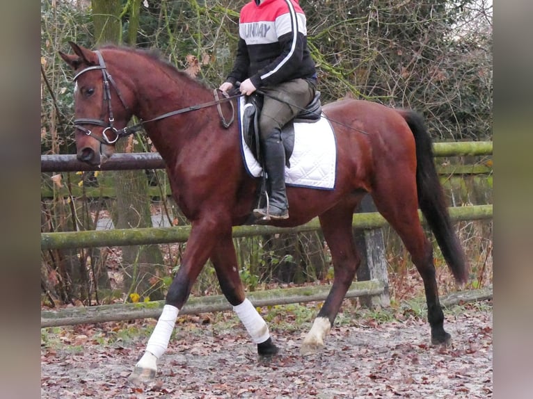 Meer warmbloeden Ruin 4 Jaar 155 cm Bruin in Dorsten