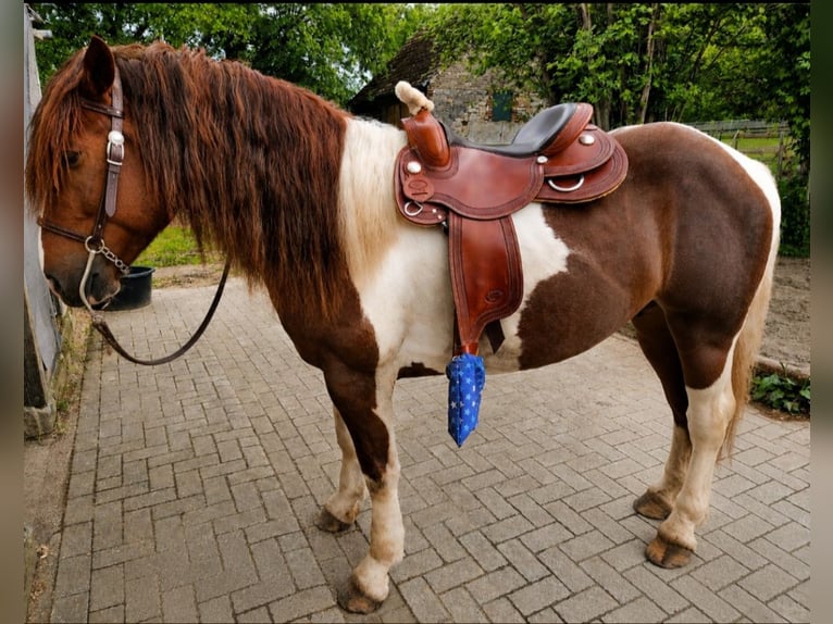 Meer warmbloeden Ruin 4 Jaar 155 cm Gevlekt-paard in Bissendorf