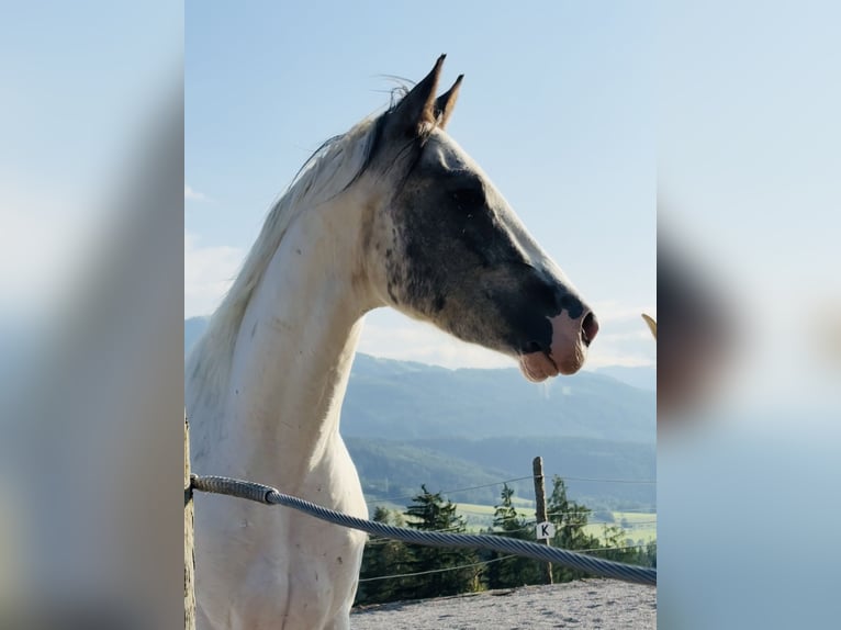 Meer warmbloeden Mix Ruin 4 Jaar 156 cm Gevlekt-paard in Vorderstoder