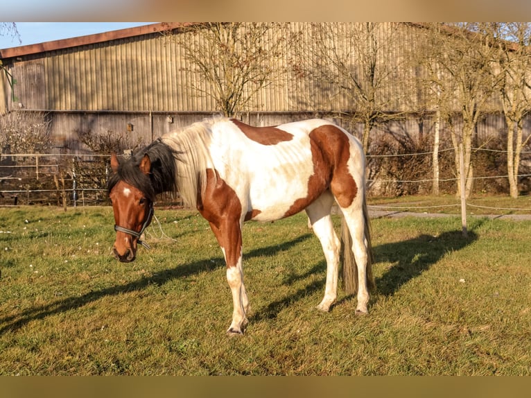 Meer warmbloeden Mix Ruin 4 Jaar 158 cm Gevlekt-paard in Wasserlosen