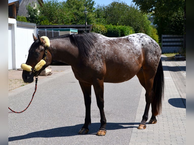 Meer warmbloeden Mix Ruin 4 Jaar 160 cm Appaloosa in Bretten