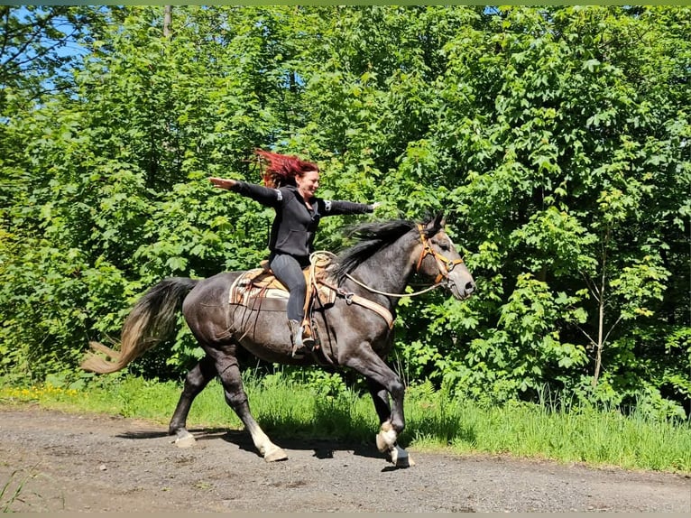 Meer warmbloeden Ruin 4 Jaar 160 cm Appelschimmel in Linkenbach