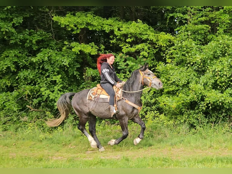 Meer warmbloeden Ruin 4 Jaar 160 cm Appelschimmel in Linkenbach