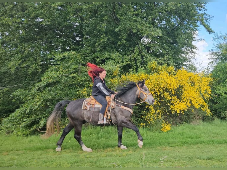 Meer warmbloeden Ruin 4 Jaar 160 cm Appelschimmel in Linkenbach