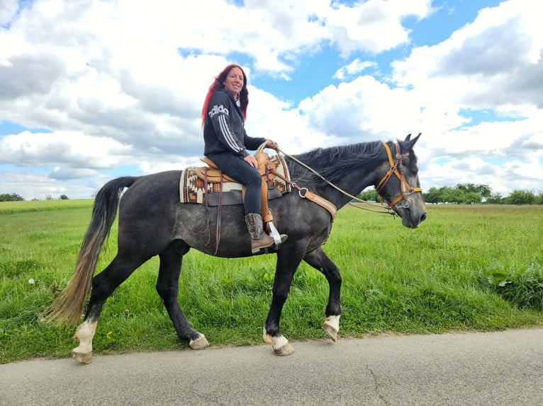 Meer warmbloeden Ruin 4 Jaar 160 cm Appelschimmel in Linkenbach